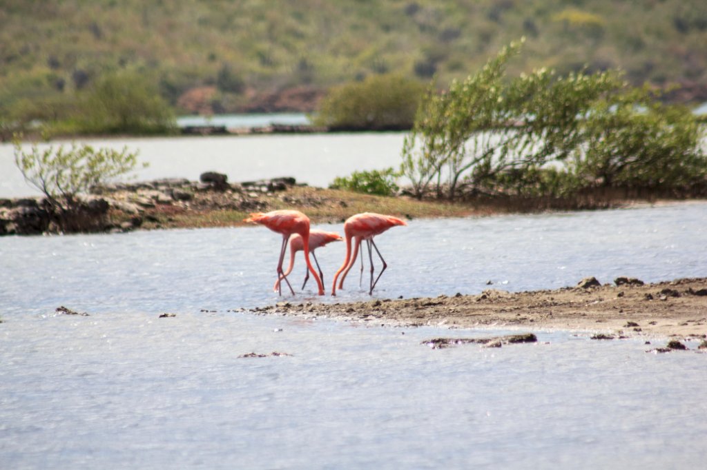 76-Flamingos in Sint Maria.jpg - Flamingos in Sint Maria